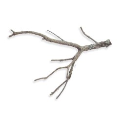 Gałąź dębu korkowego 30-50 cm Gałąź dębu korkowego 30-50 cm
