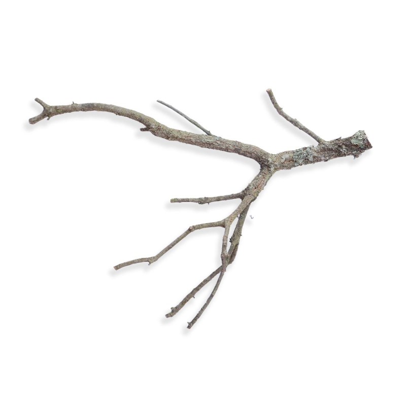 Gałąź dębu korkowego 30-50 cm Gałąź dębu korkowego 30-50 cm