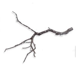 Gałąź dębu korkowego 30-50 cm