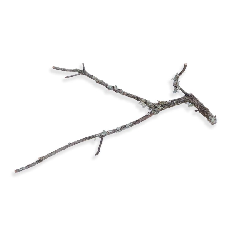 Gałąź dębu korkowego 30-50 cm Gałąź dębu korkowego 30-50 cm