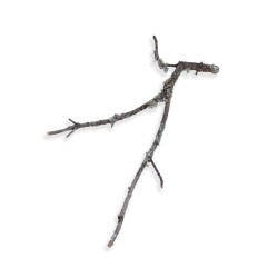 Gałąź dębu korkowego 30-50 cm Gałąź dębu korkowego 30-50 cm