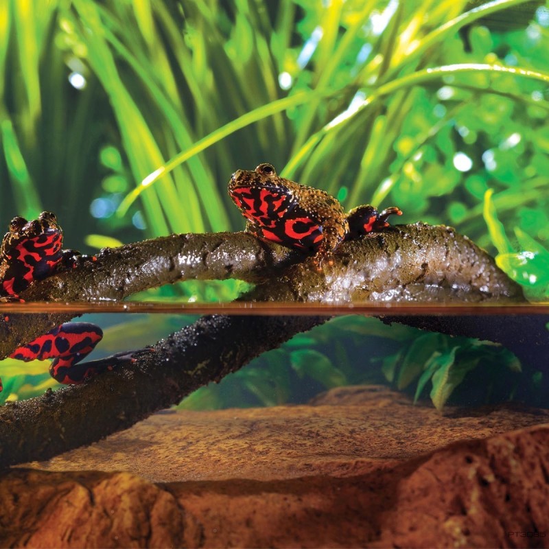 Liana do terrarium Jungle Vine S 200 cm EXO TERRA