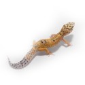 Eublefar lamparci Tangerine