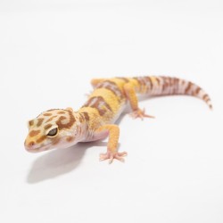 Eublefar lamparci Tremper Albino Eublefar lamparci Tremper Albino