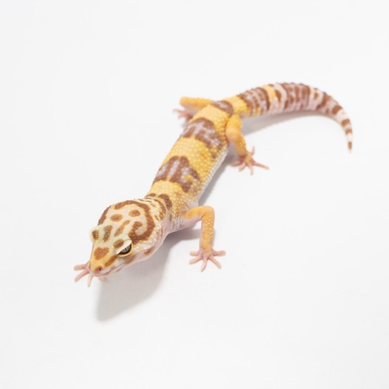 Gekon lamparci Tremper Albino Gekon lamparci Tremper Albino