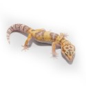 Eublefar lamparci Tremper Albino Eublefar lamparci Tremper Albino