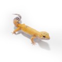 Eublefar lamparci Super Hypo Tangerine