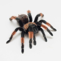 Brachypelma emilia