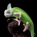 Kameleon Jemeński Piebald (Chamaeleo calyptratus)