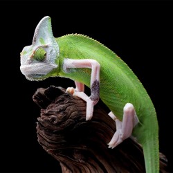 Kameleon Jemeński Piebald...
