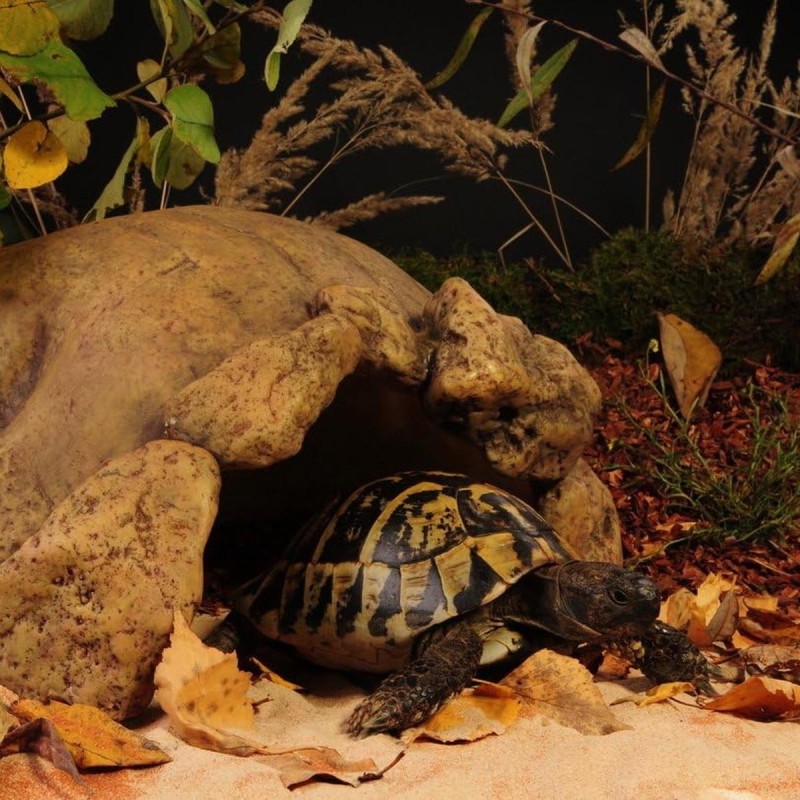Kryjówka dla żółwia skalna jaskinia XXL 40 cm EXO TERRA Kryjówka dla żółwia skalna jaskinia XXL 40 cm EXO TERRA