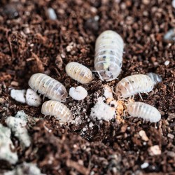 Armadilidium vulgare Magic Potion