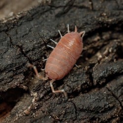 Porcellionides Pruinosus Powder Orange