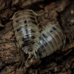 Porcellio laevis Dairy Cow