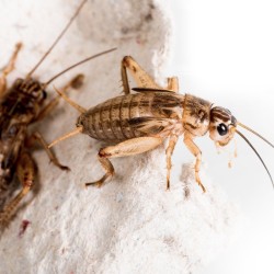 Świerszcze bananowe (Gryllus assimilis)