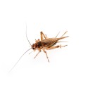 Świerszcze kubańskie (Gryllus assimilis)