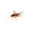 Świerszcze kubańskie (Gryllus assimilis)