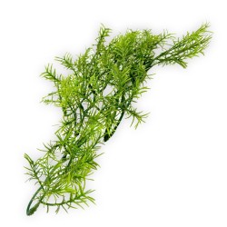Roślina sztuczna Casuarina ZOOMED
