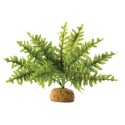 Paproć / paprotka EXO TERRA Boston Fern Paproć / paprotka EXO TERRA Boston Fern