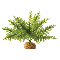 Paproć / paprotka EXO TERRA Boston Fern
