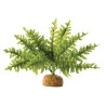 Paproć / paprotka EXO TERRA Boston Fern