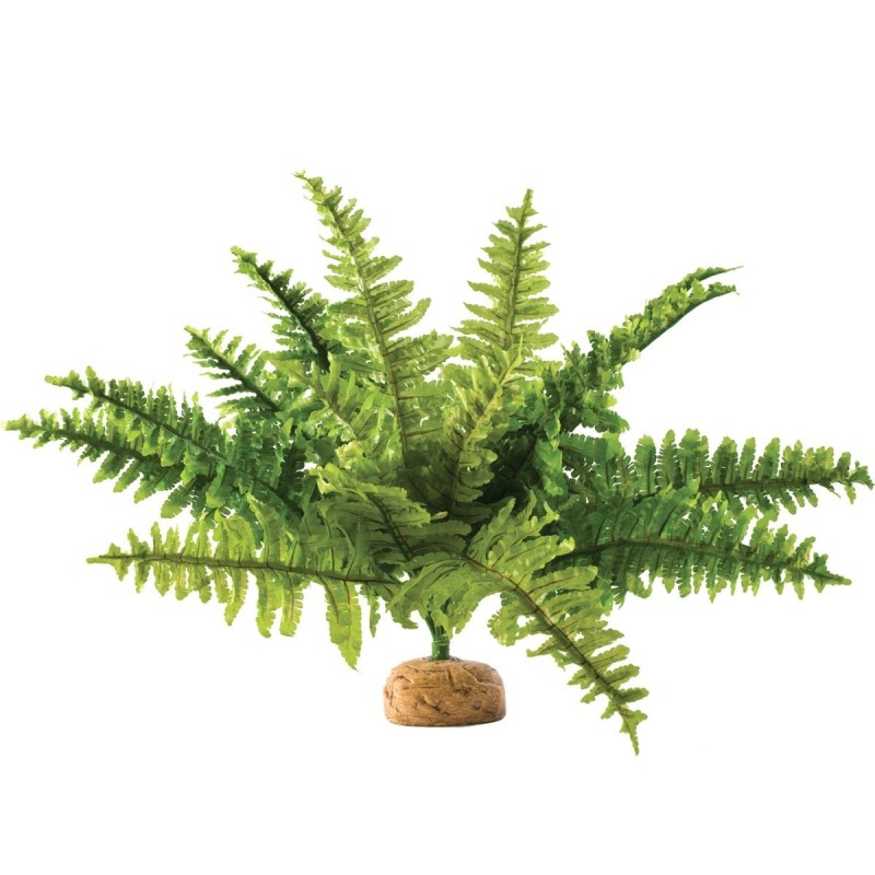 Paproć / paprotka EXO TERRA Boston Fern Paproć / paprotka EXO TERRA Boston Fern
