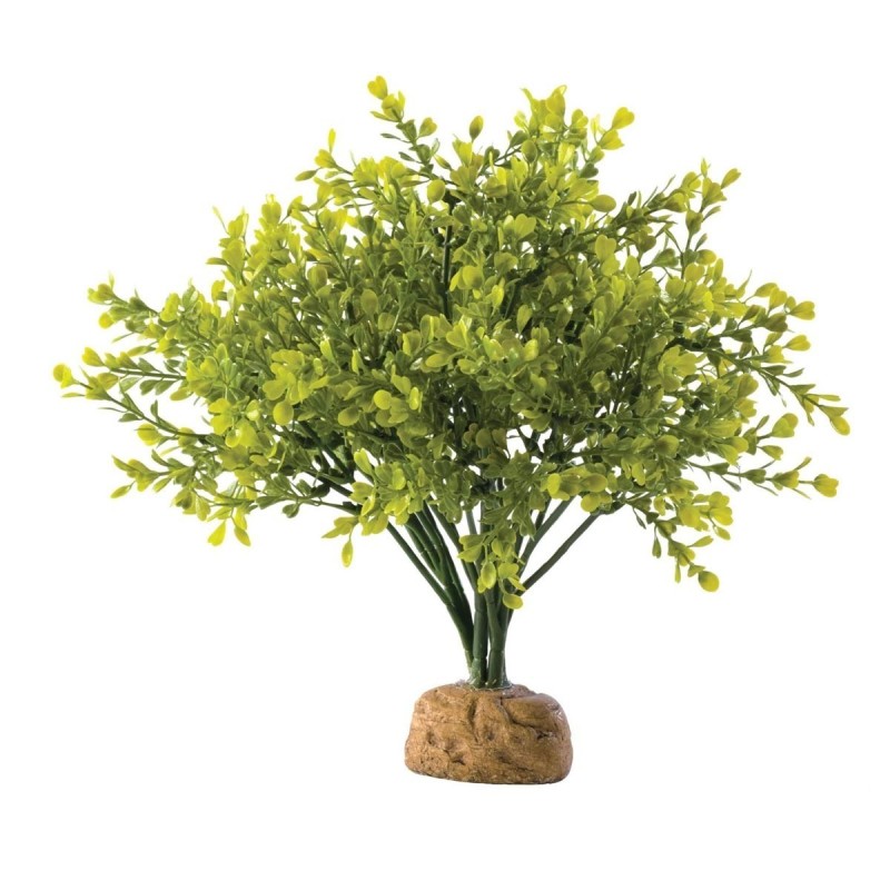 Bukszpan Boxwood Bush EXO TERRA