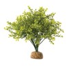 Bukszpan Boxwood Bush EXO TERRA
