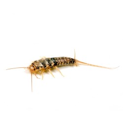 Rybik piekarniczy Thermobia domestica