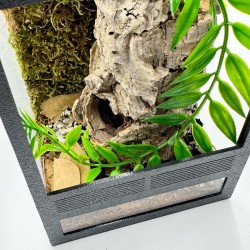 Zestaw dla pająków nadrzewnych 10x10x15cm z ramkami