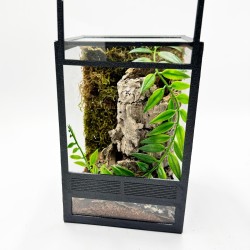 Zestaw dla pająków nadrzewnych 10x10x15cm z ramkami