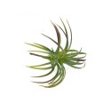 Roślina sztuczna Tillandsia