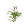 Roślina sztuczna Tillandsia Brachycaulos Abdida Green