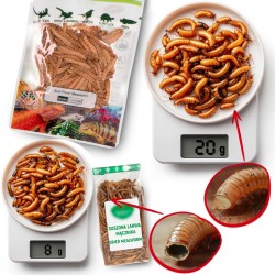 Świeże larwy drewnojada - ProBugs Eco-Fresh Superworm 20g