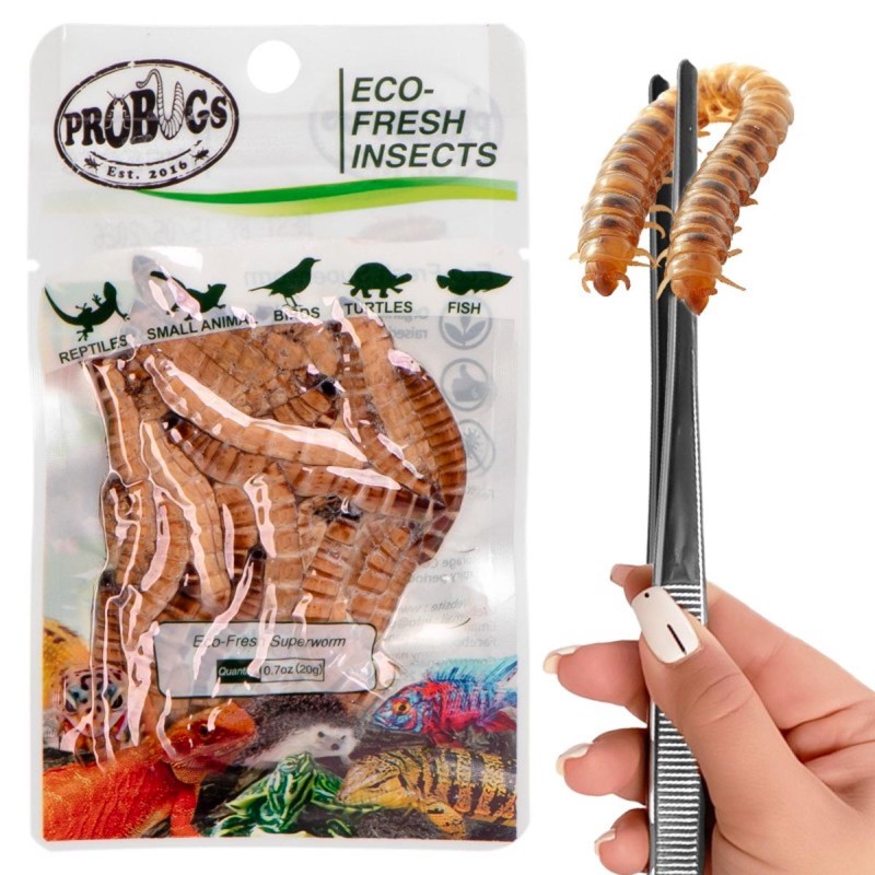 Świeże larwy drewnojada - ProBugs Eco-Fresh Superworm 20g