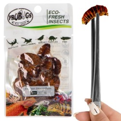 Świeże larwy jedwabnika - ProBugs Eco-Fresh Superworm 15g