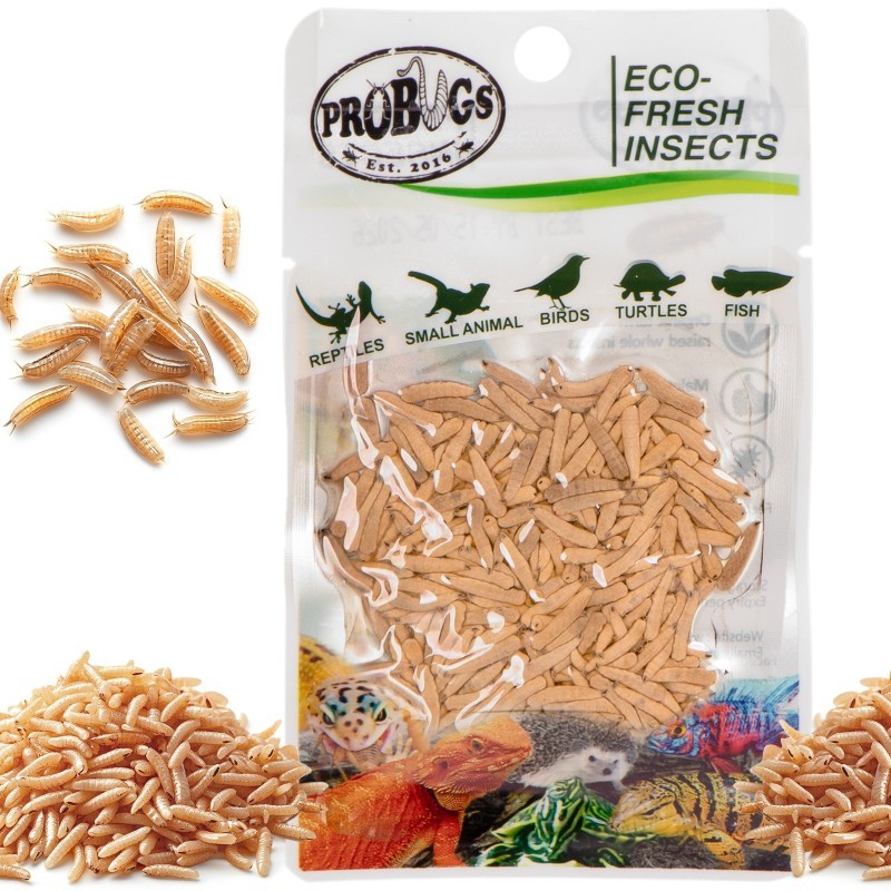 Świeże larwy muchy - ProBugs Eco-Fresh Riceworm 15g
