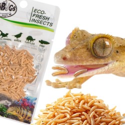 Świeże larwy muchy - ProBugs Eco-Fresh Riceworm 15g