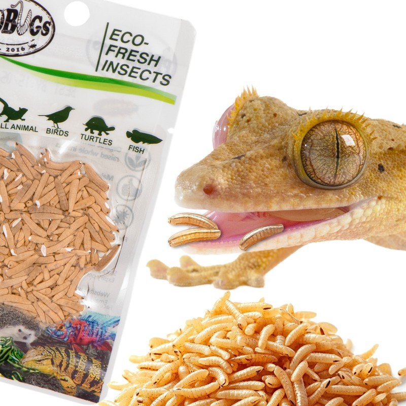 Świeże larwy muchy - ProBugs Eco-Fresh Riceworm 15g