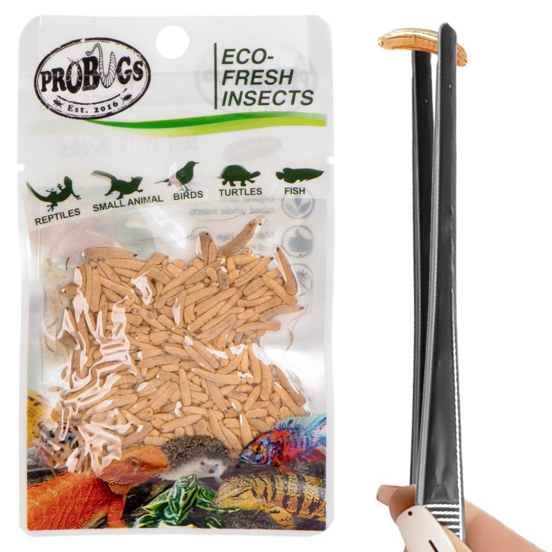 Świeże larwy muchy - ProBugs Eco-Fresh Riceworm 15g