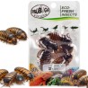 Świeże karaczany argentyńskie - ProBugs Eco-Fresh Dubia Cockroach 5 szt.