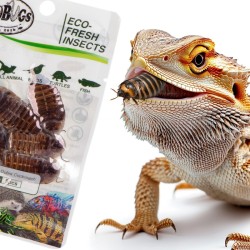 Świeże karaczany argentyńskie - ProBugs Eco-Fresh Dubia Cockroach 5 szt.