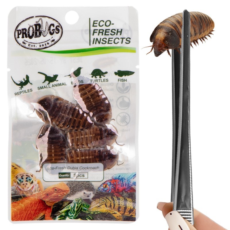 Świeże karaczany argentyńskie - ProBugs Eco-Fresh Dubia Cockroach 5 szt.