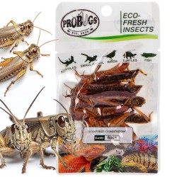 Świeże koniki polne - ProBugs Eco-Fresh Grasshopper 8 szt. Świeże koniki polne - ProBugs Eco-Fresh Grasshopper 8 szt.