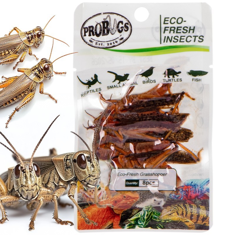 Świeże koniki polne - ProBugs Eco-Fresh Grasshopper 8 szt. Świeże koniki polne - ProBugs Eco-Fresh Grasshopper 8 szt.