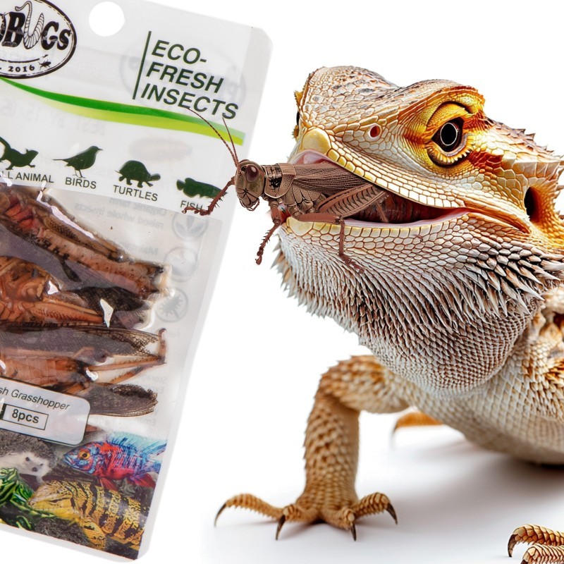 Świeże koniki polne - ProBugs Eco-Fresh Grasshopper 8 szt. Świeże koniki polne - ProBugs Eco-Fresh Grasshopper 8 szt.