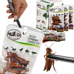 Świeże koniki polne - ProBugs Eco-Fresh Grasshopper 8 szt. Świeże koniki polne - ProBugs Eco-Fresh Grasshopper 8 szt.