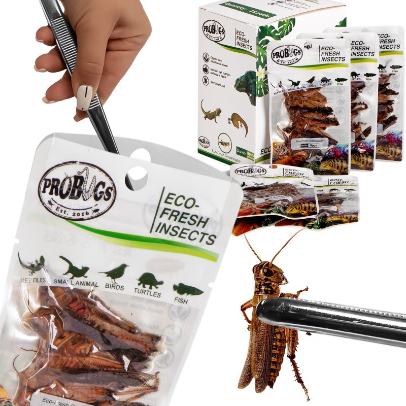 Świeże koniki polne - ProBugs Eco-Fresh Grasshopper 8 szt. Świeże koniki polne - ProBugs Eco-Fresh Grasshopper 8 szt.