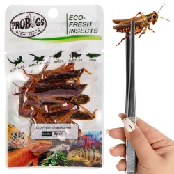 Świeże koniki polne - ProBugs Eco-Fresh Grasshopper 8 szt. Świeże koniki polne - ProBugs Eco-Fresh Grasshopper 8 szt.
