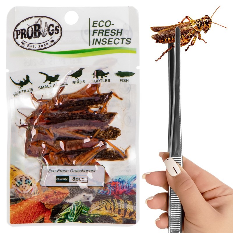 Świeże koniki polne - ProBugs Eco-Fresh Grasshopper 8 szt. Świeże koniki polne - ProBugs Eco-Fresh Grasshopper 8 szt.